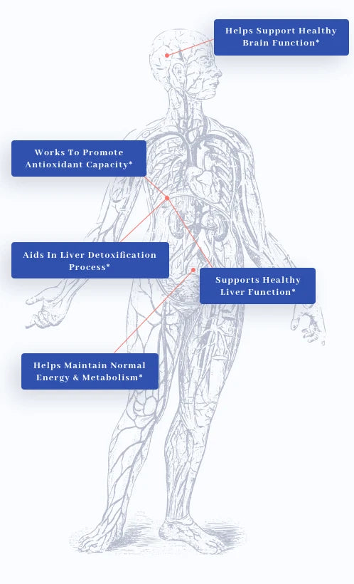human body graphic showing benefits of 1MD Nutrition's LiverMD